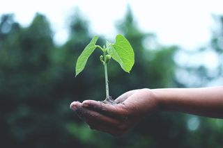 Hand holding a germinating seed
